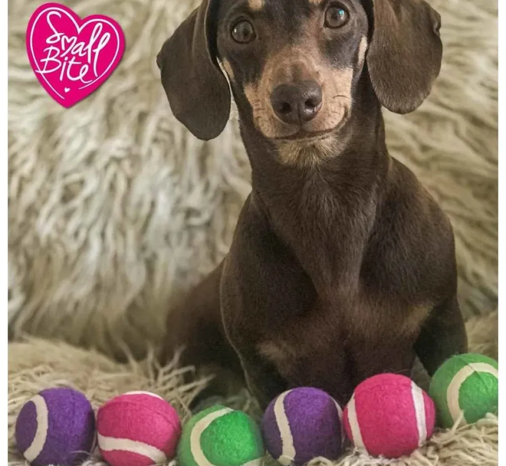 Ancol Hondenspeelgoed Mini Tennisballen Set- Puppy Speelgoed