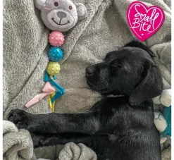 Ancol Hondenspeelgoed Teether- Puppy Speelgoed