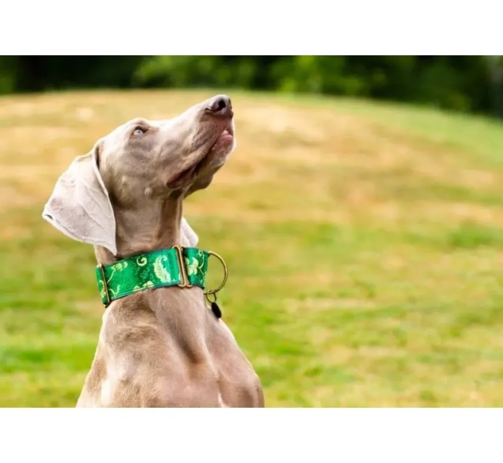 Barcelona Dogs Martingale Hondenhalsband Green- Hondenhalsband