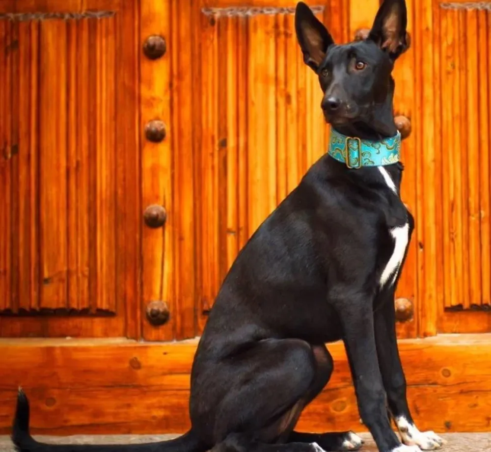 Barcelona Dogs Martingale Hondenhalsband Green- Hondenhalsband