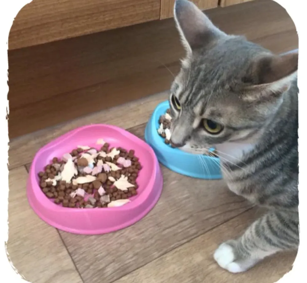 Beco Pets Drinkbak Of Voerbak Cat Bowl Roze- Voerbakken