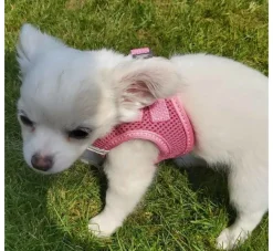 Curli Hondentuig Air-Mesh Harness Pink- Puppy Tuig & Puppy Harnas