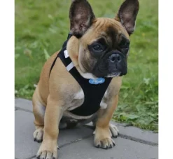Curli Hondentuig Air-Mesh Harness Black- Puppy Tuig & Puppy Harnas