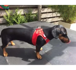 Curli Hondentuig Air-Mesh Harness Red- Puppy Tuig & Puppy Harnas