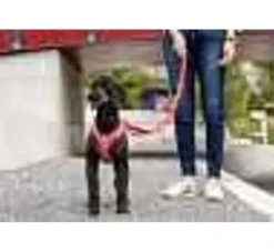Curli Hondentuig Merino Rood- Puppy Tuig & Puppy Harnas