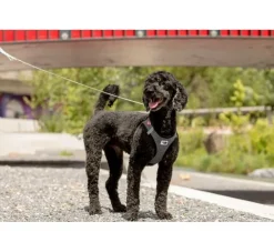 Curli Hondentuig Merino Zwart- Puppy Tuig & Puppy Harnas