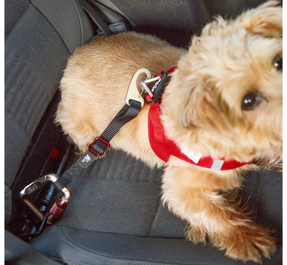 Curli Veiligheidsriem- Autogordel Hond