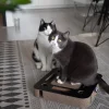 District70 District 70 Kattenspeelgoed Spy Zwart- Kattenspeelgoed