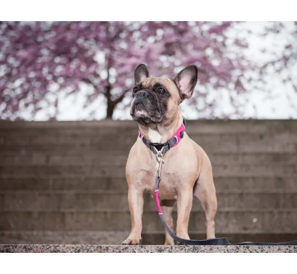DOG Copenhagen Hondenhalsband Urban Explorer Wild Rose (V2)- Hondenhalsband