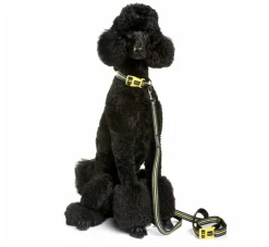 DOOG Hondenhalsband Neopreen Bolt- Hondenhalsband
