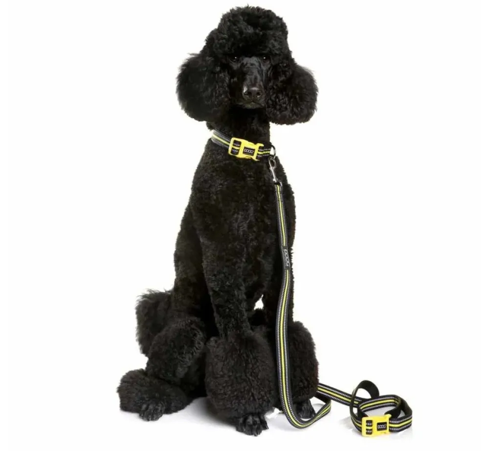 DOOG Hondenhalsband Neopreen Bolt- Hondenhalsband