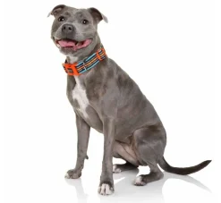 DOOG Hondenhalsband Neopreen Beethoven- Hondenhalsband