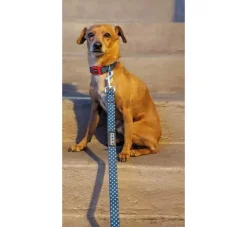 DOOG Hondenriem Neopreen Stella- Puppy Riem