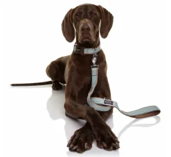 DOOG Hondenriem Neopreen Benji- Puppy Riem