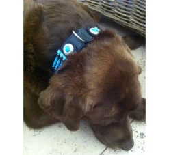 Doxtasy Hondenhalsband Blue River 35Mm- Hondenhalsband