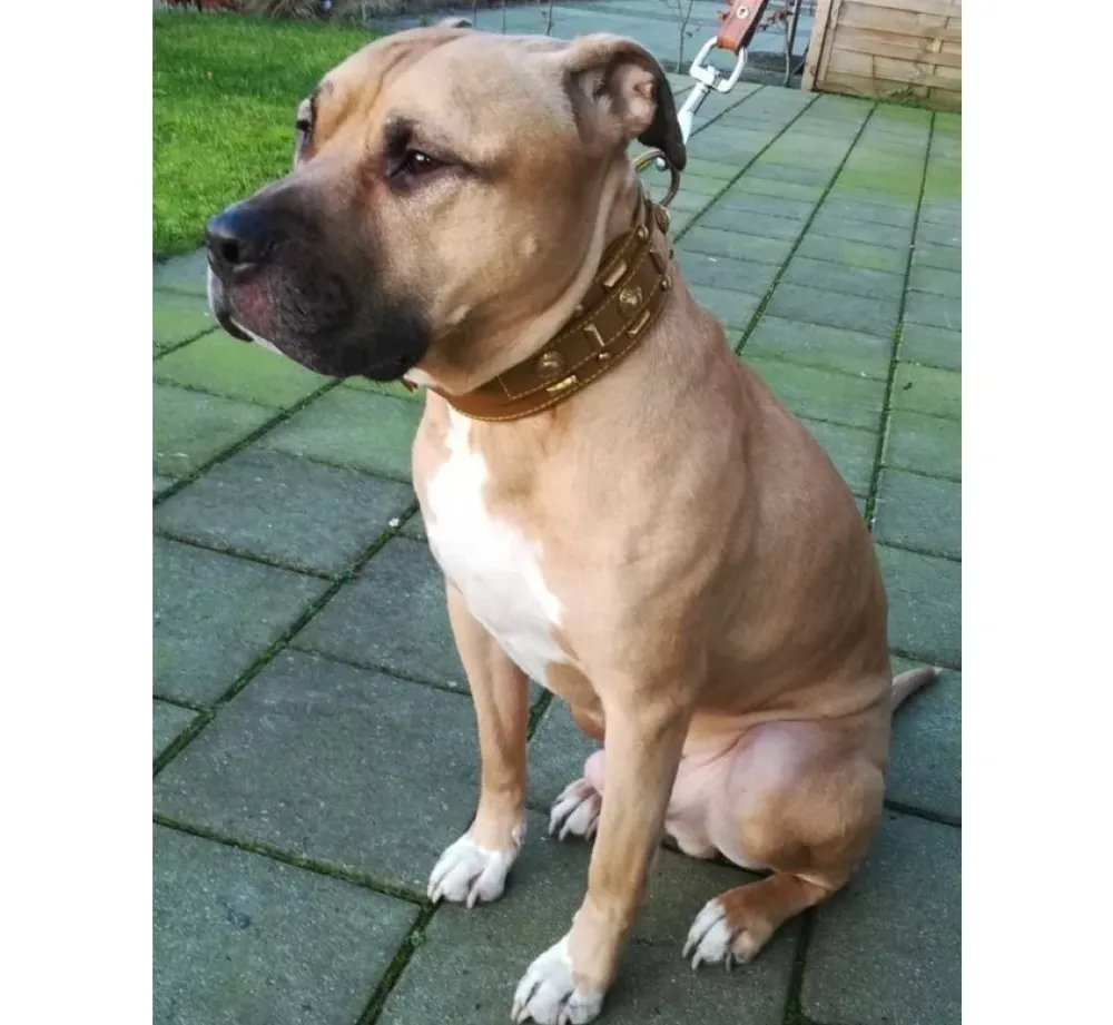 Doxtasy Hondenhalsband Glorious Tan- Hondenhalsband