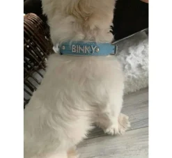 Doxtasy Hondenhalsband Met Naam Medium Babyblue- Hondenhalsband