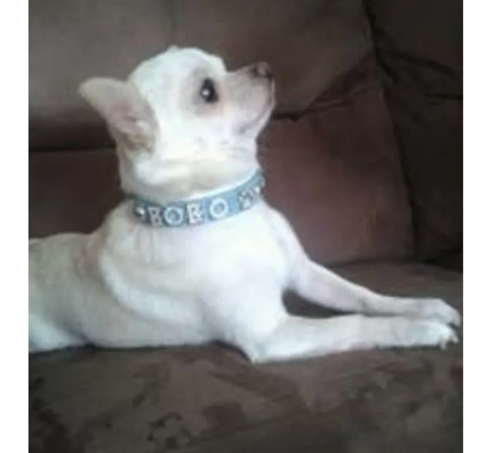 Doxtasy Hondenhalsband Met Naam Medium Babyblue- Hondenhalsband