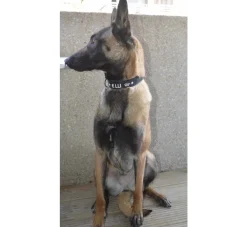 Doxtasy Hondenhalsband Met Naam Large Black- Hondenhalsband