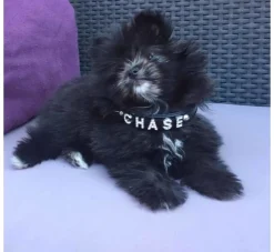 Doxtasy Hondenhalsband Met Naam Medium Black- Hondenhalsband