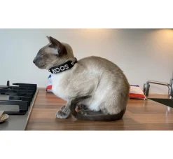 Doxtasy Hondenhalsband Met Naam Medium Black- Hondenhalsband