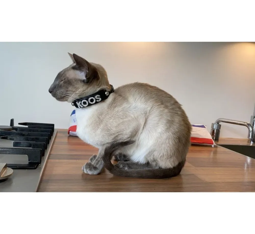 Doxtasy Hondenhalsband Met Naam Medium Black- Hondenhalsband
