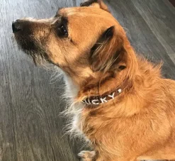 Doxtasy Hondenhalsband Met Naam Medium Brown- Hondenhalsband