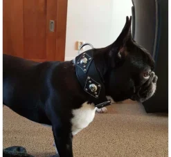 Doxtasy Hondenhalsband Ruff Chique Black- Hondenhalsband
