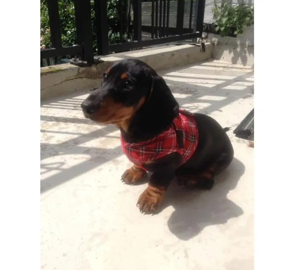 Doxtasy Hondentuig Comfy Harnass Scottish Red- Puppy Tuig & Puppy Harnas
