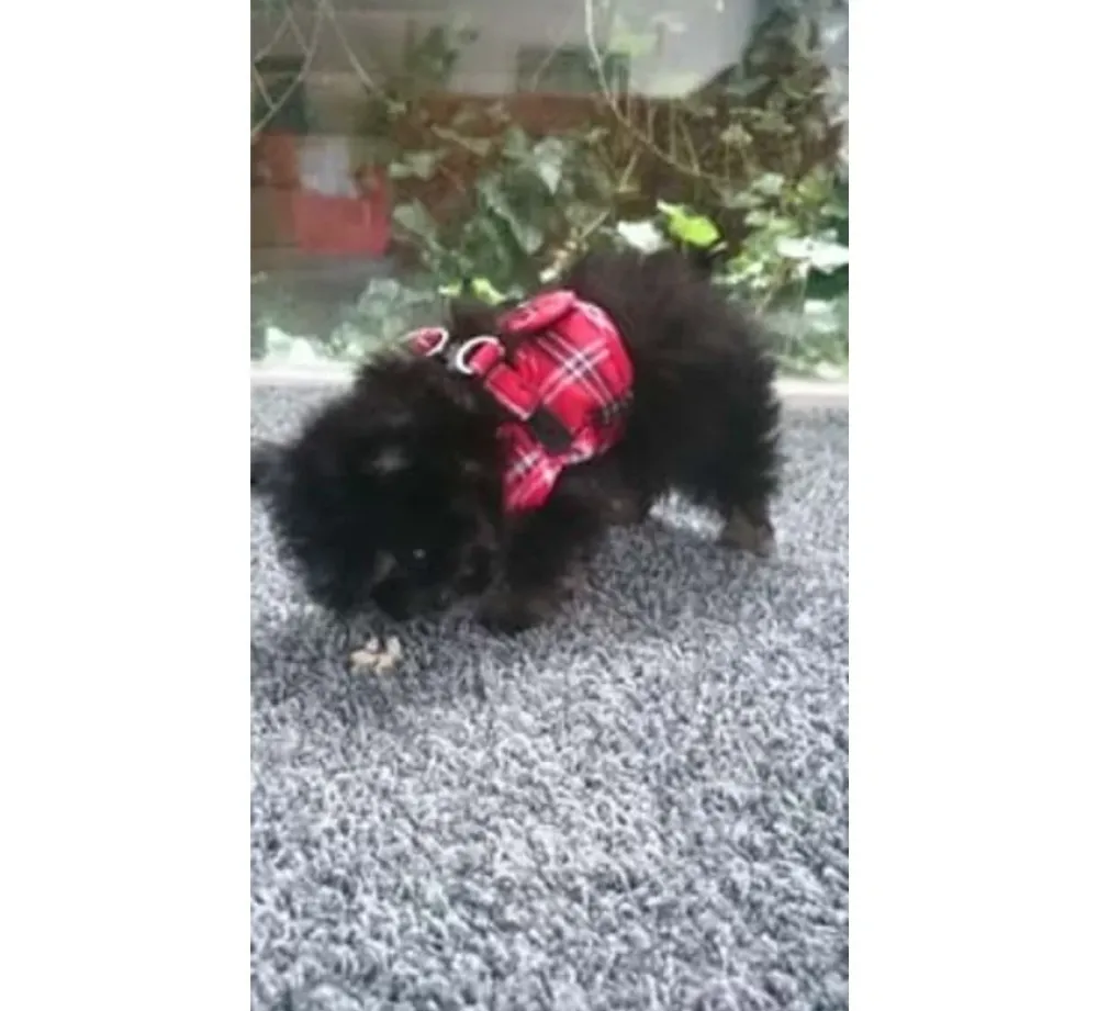 Doxtasy Hondentuig Comfy Harnass Scottish Red- Puppy Tuig & Puppy Harnas