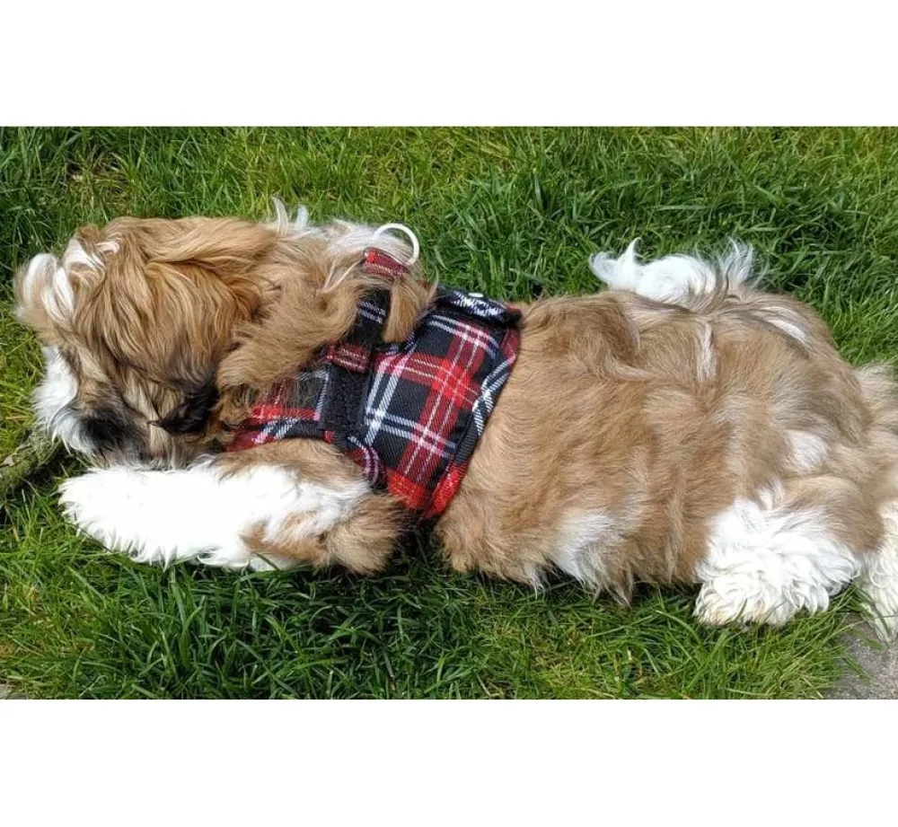 Doxtasy Hondentuig Comfy Harnass Scottish Black- Puppy Tuig & Puppy Harnas