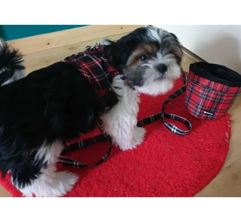 Doxtasy Hondentuig Comfy Harnass Scottish Black- Puppy Tuig & Puppy Harnas