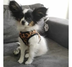Doxtasy Hondentuig Comfy Harnass Leopard Brown- Puppy Tuig & Puppy Harnas