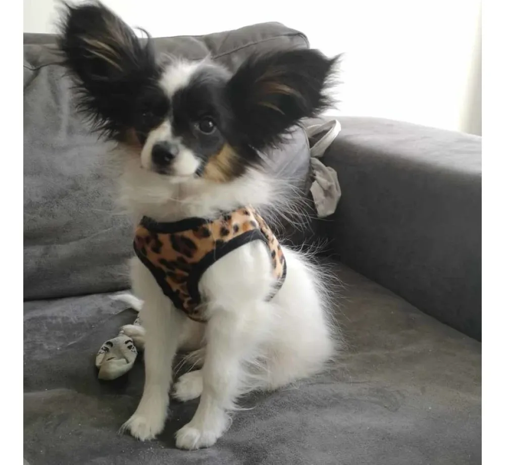 Doxtasy Hondentuig Comfy Harnass Leopard Brown- Puppy Tuig & Puppy Harnas