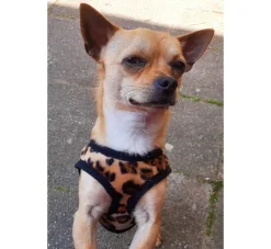 Doxtasy Hondentuig Comfy Harnass Leopard Brown- Puppy Tuig & Puppy Harnas