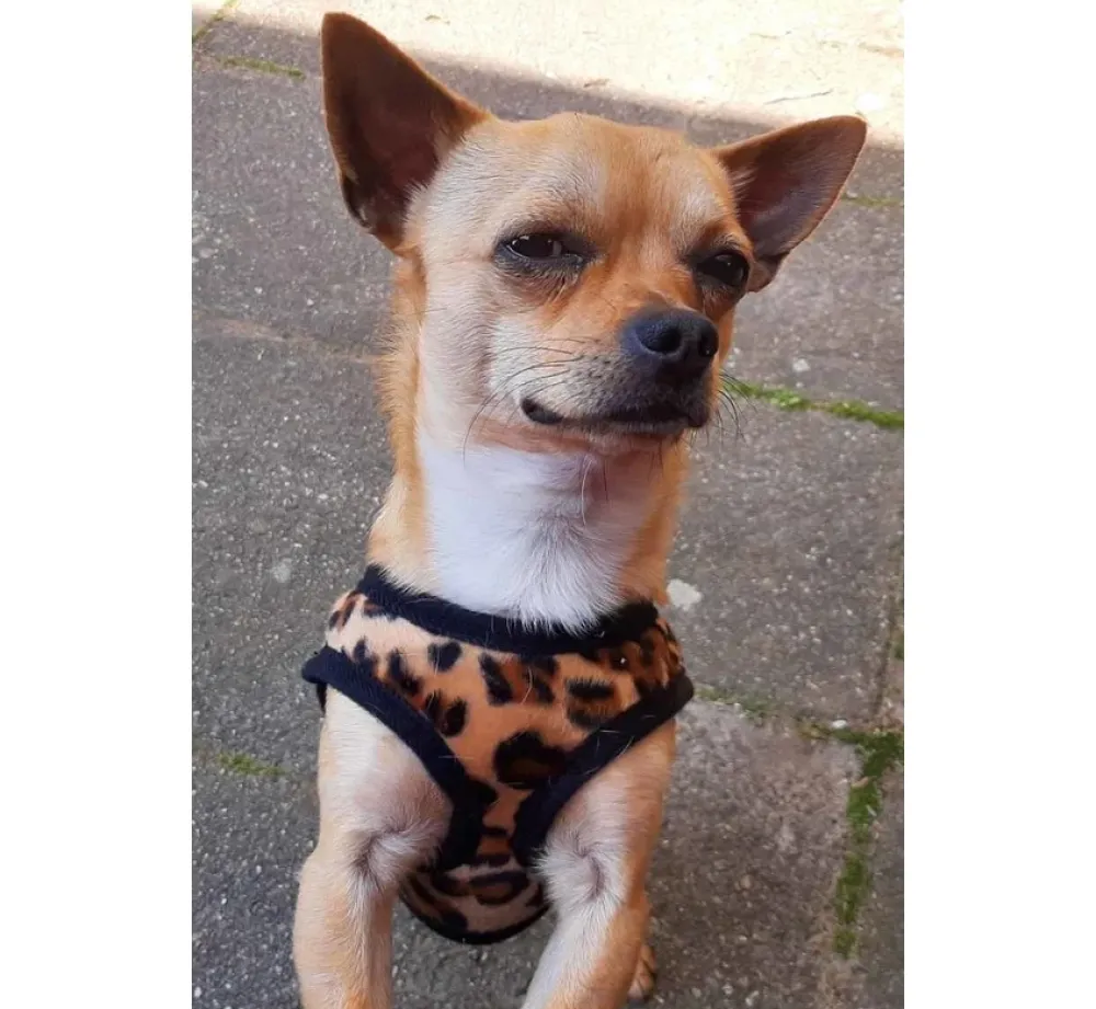 Doxtasy Hondentuig Comfy Harnass Leopard Brown- Puppy Tuig & Puppy Harnas