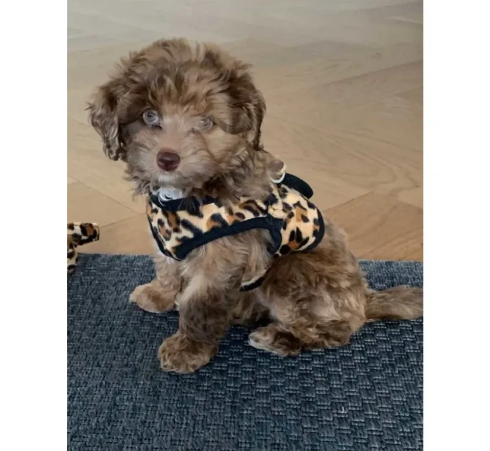 Doxtasy Hondentuig Comfy Harnass Leopard Brown- Puppy Tuig & Puppy Harnas