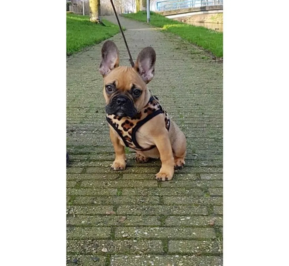 Doxtasy Hondentuig Comfy Harnass Leopard Brown- Puppy Tuig & Puppy Harnas