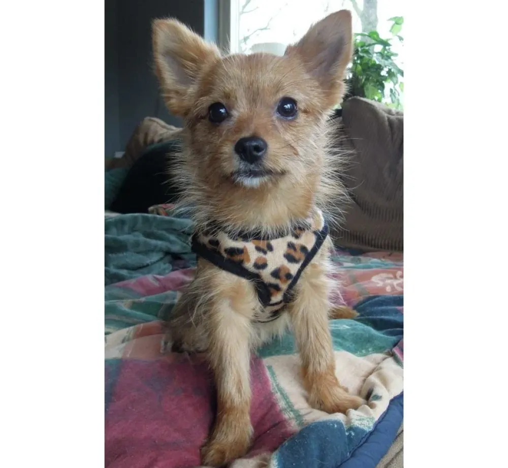 Doxtasy Hondentuig Comfy Harnass Leopard Brown- Puppy Tuig & Puppy Harnas