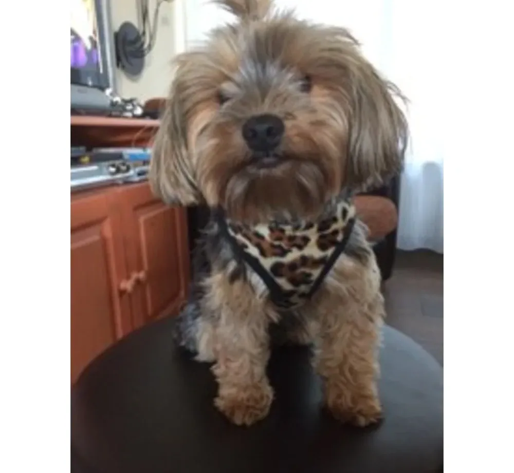 Doxtasy Hondentuig Comfy Harnass Leopard Brown- Puppy Tuig & Puppy Harnas