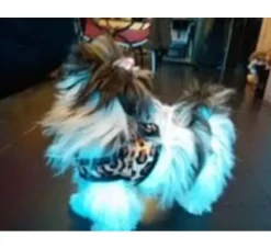Doxtasy Hondentuig Comfy Harnass Leopard Brown- Puppy Tuig & Puppy Harnas