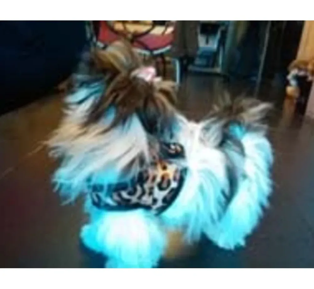 Doxtasy Hondentuig Comfy Harnass Leopard Brown- Puppy Tuig & Puppy Harnas