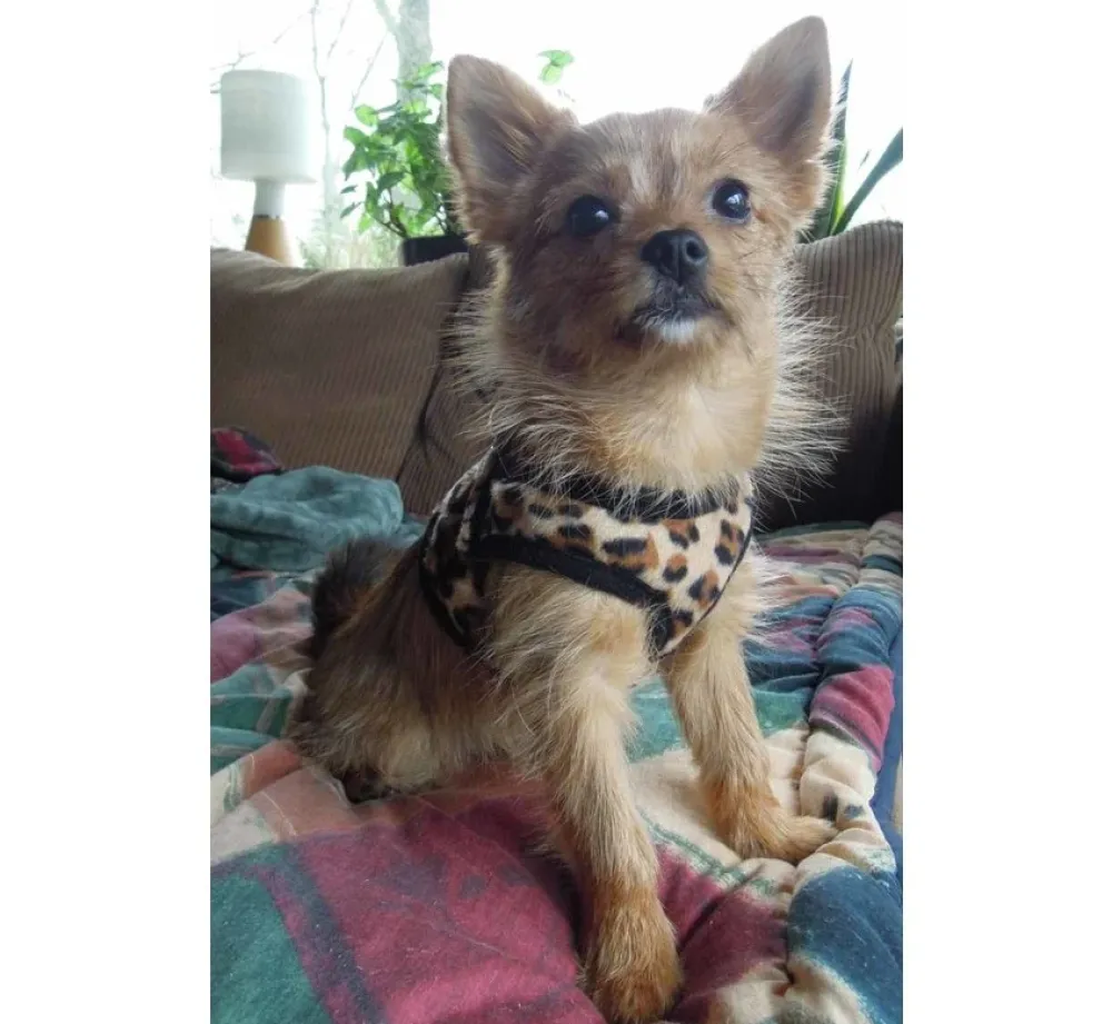 Doxtasy Hondentuig Comfy Harnass Leopard Brown- Puppy Tuig & Puppy Harnas