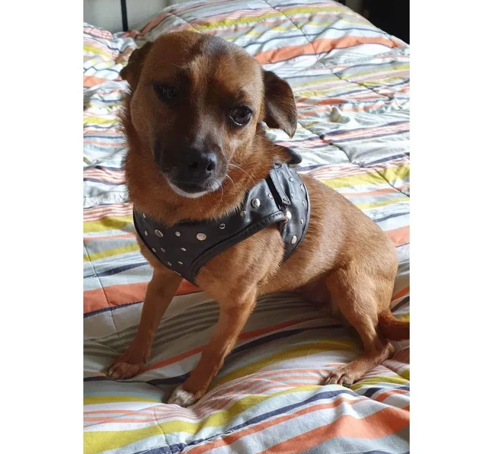 Doxtasy Hondentuig Comfy Harnass Full Metal Jacket- Puppy Tuig & Puppy Harnas