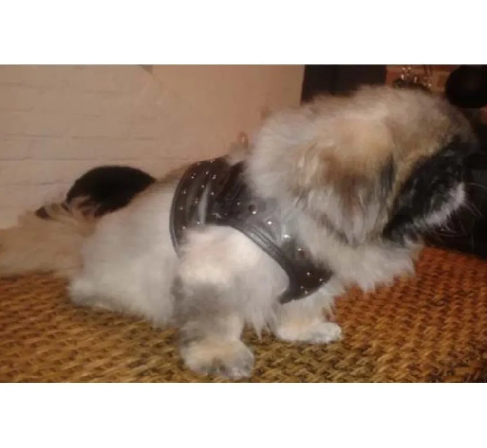 Doxtasy Hondentuig Comfy Harnass Full Metal Jacket- Puppy Tuig & Puppy Harnas