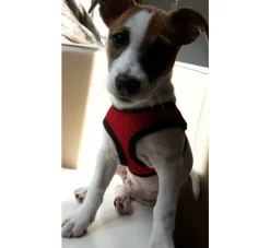 Doxtasy Hondentuig Comfy Harnass Mesh Red- Puppy Tuig & Puppy Harnas