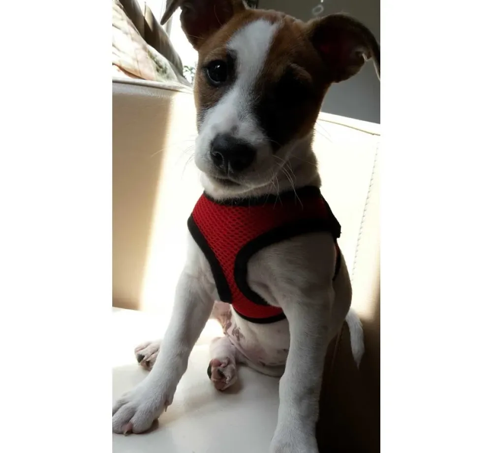 Doxtasy Hondentuig Comfy Harnass Mesh Red- Puppy Tuig & Puppy Harnas