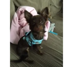 Doxtasy Hondentuig Comfy Harnass Scottish Turquoise- Puppy Tuig & Puppy Harnas