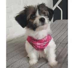 Doxtasy Hondentuig Comfy Harnass Scottish Hot Pink- Puppy Tuig & Puppy Harnas