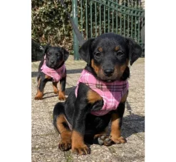 Doxtasy Hondentuig Comfy Harnass Scottish Pink- Puppy Tuig & Puppy Harnas